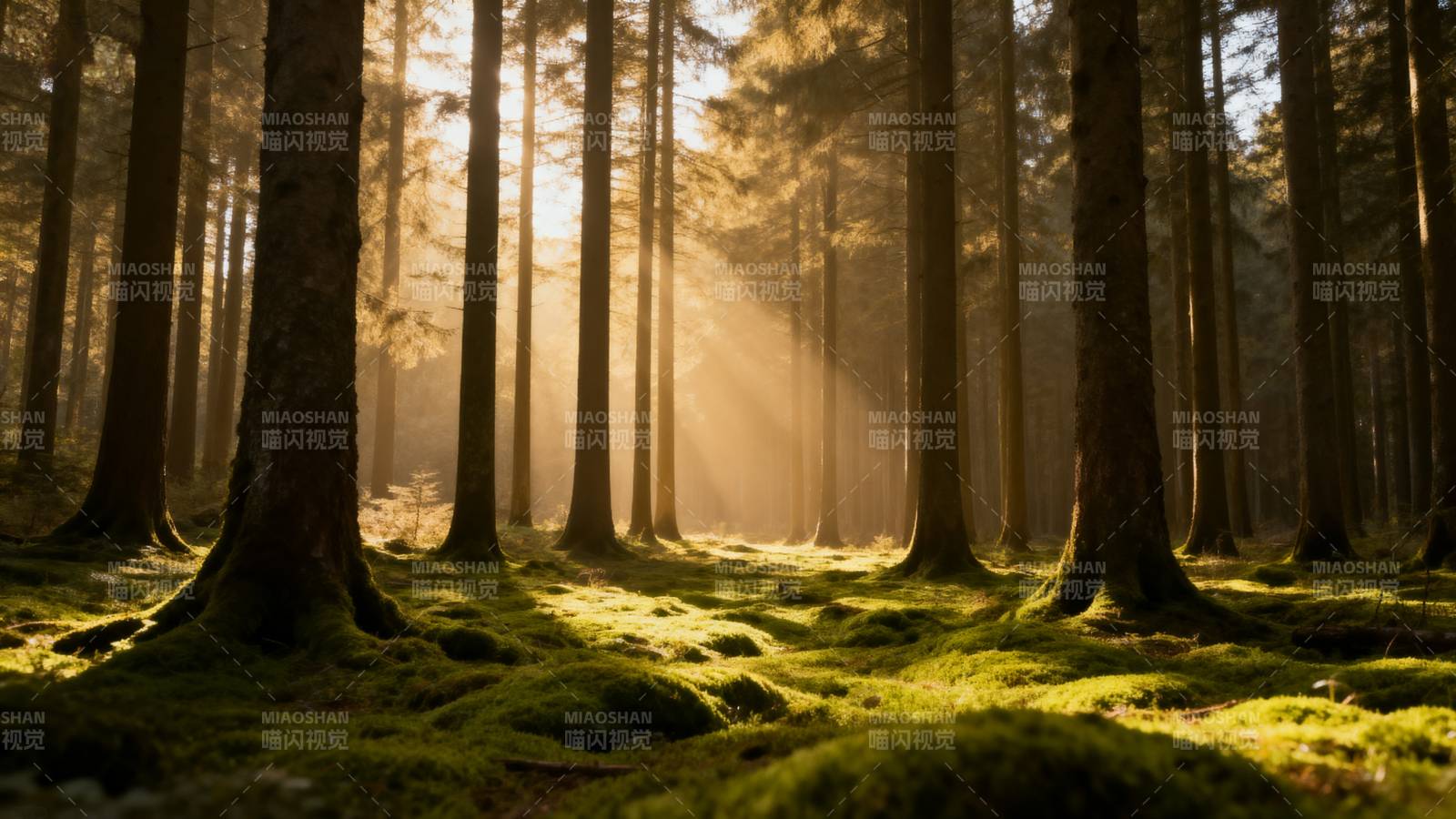 晨光穿透森林图片