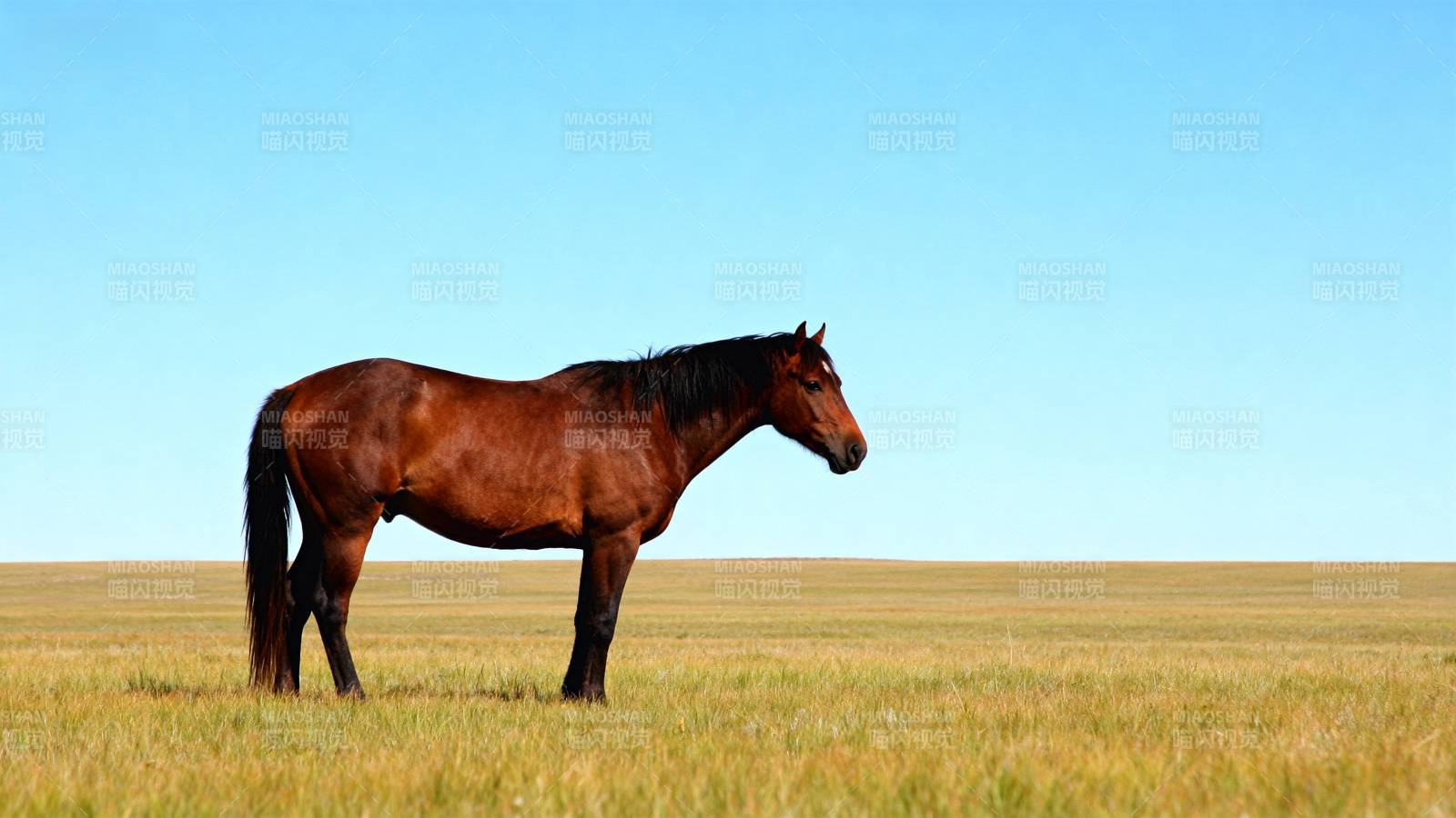草原上的棕色骏马图片