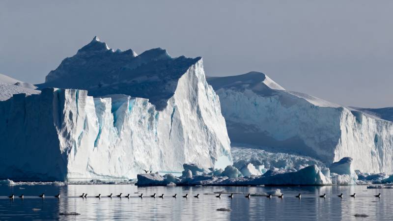 冰川与候鸟共舞图片