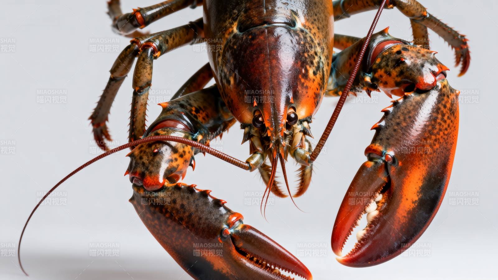 龙虾特写图片
