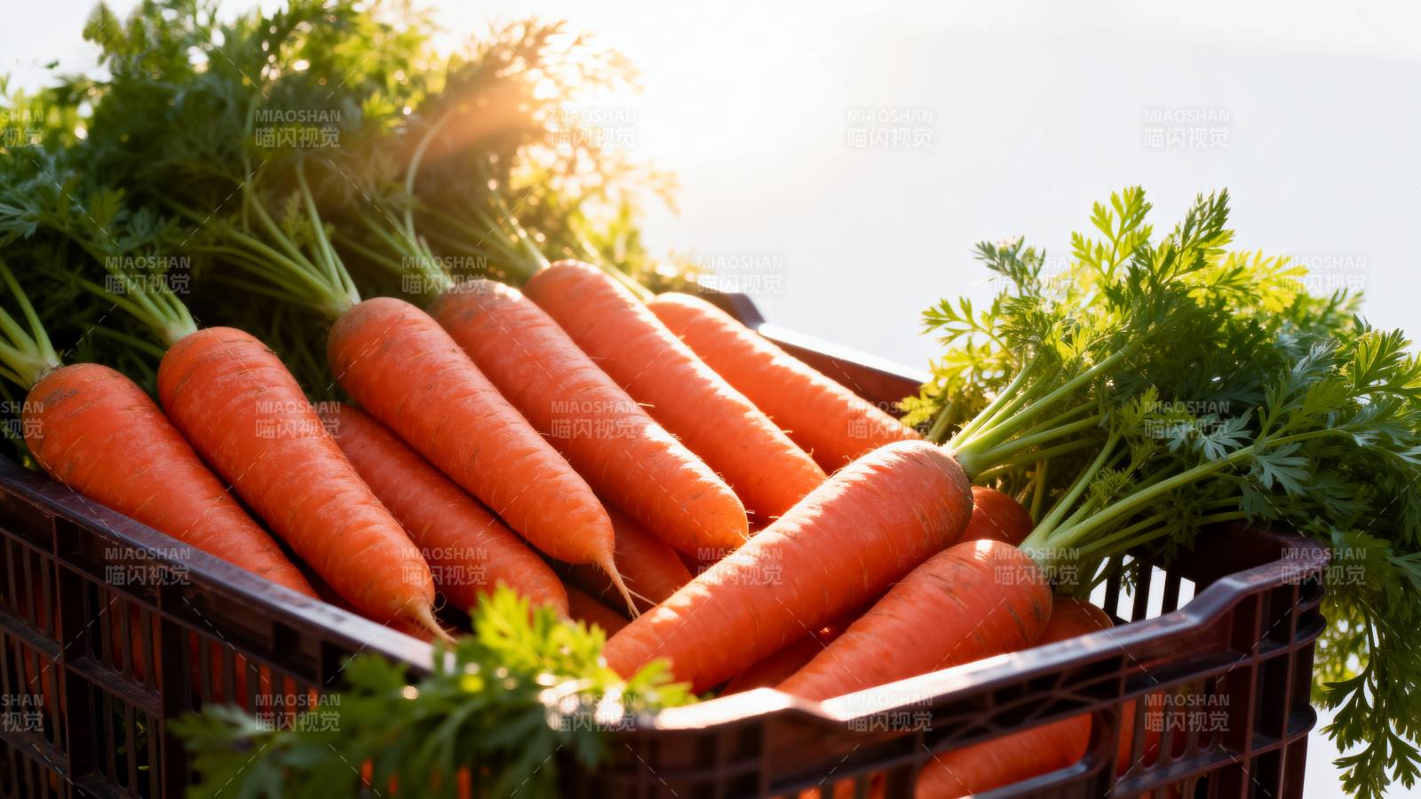 新鲜胡萝卜收获图片