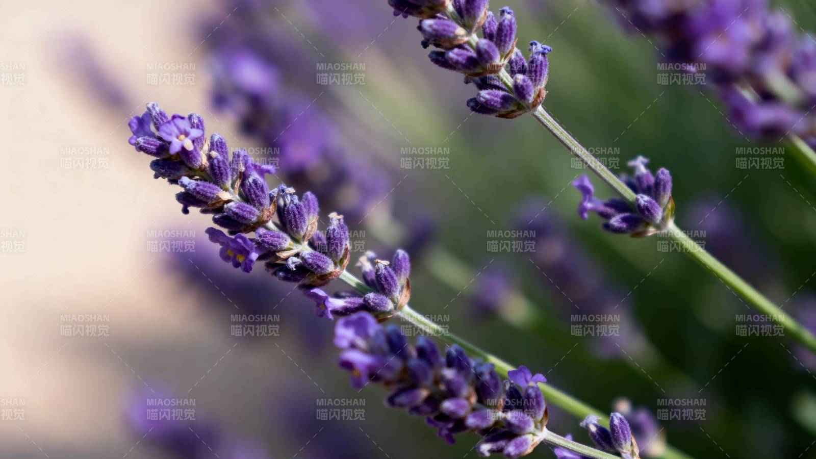 薰衣草花丛特写图片