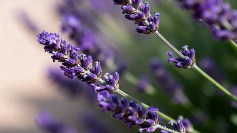 薰衣草花丛特写图片