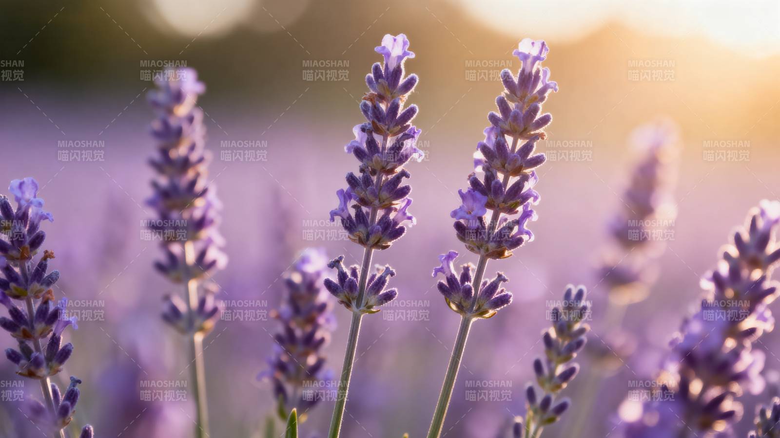薰衣草花海日落图片