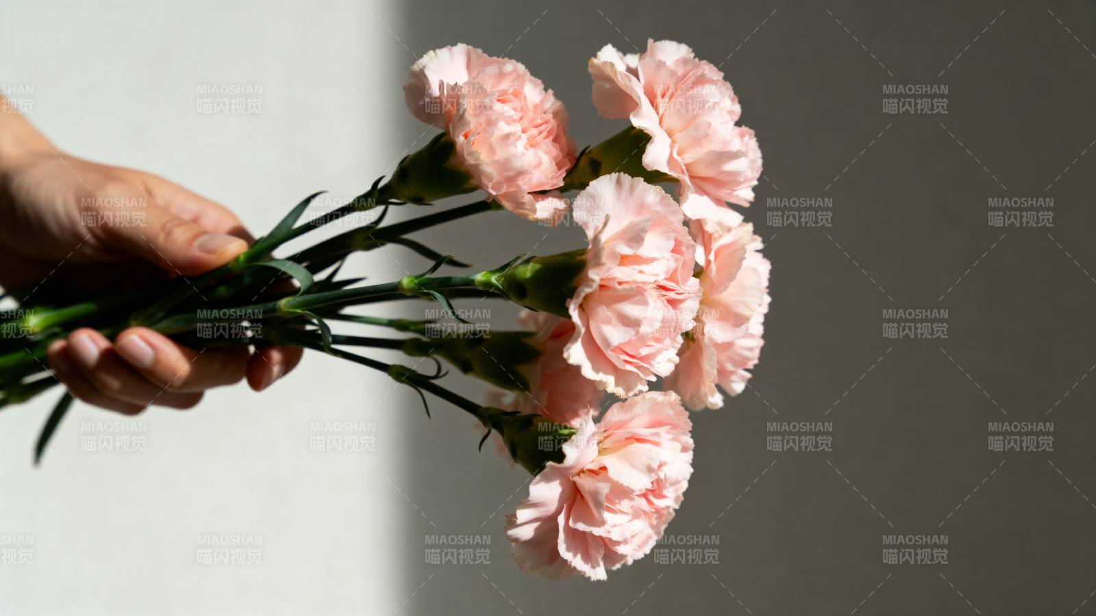 手捧粉色康乃馨图片