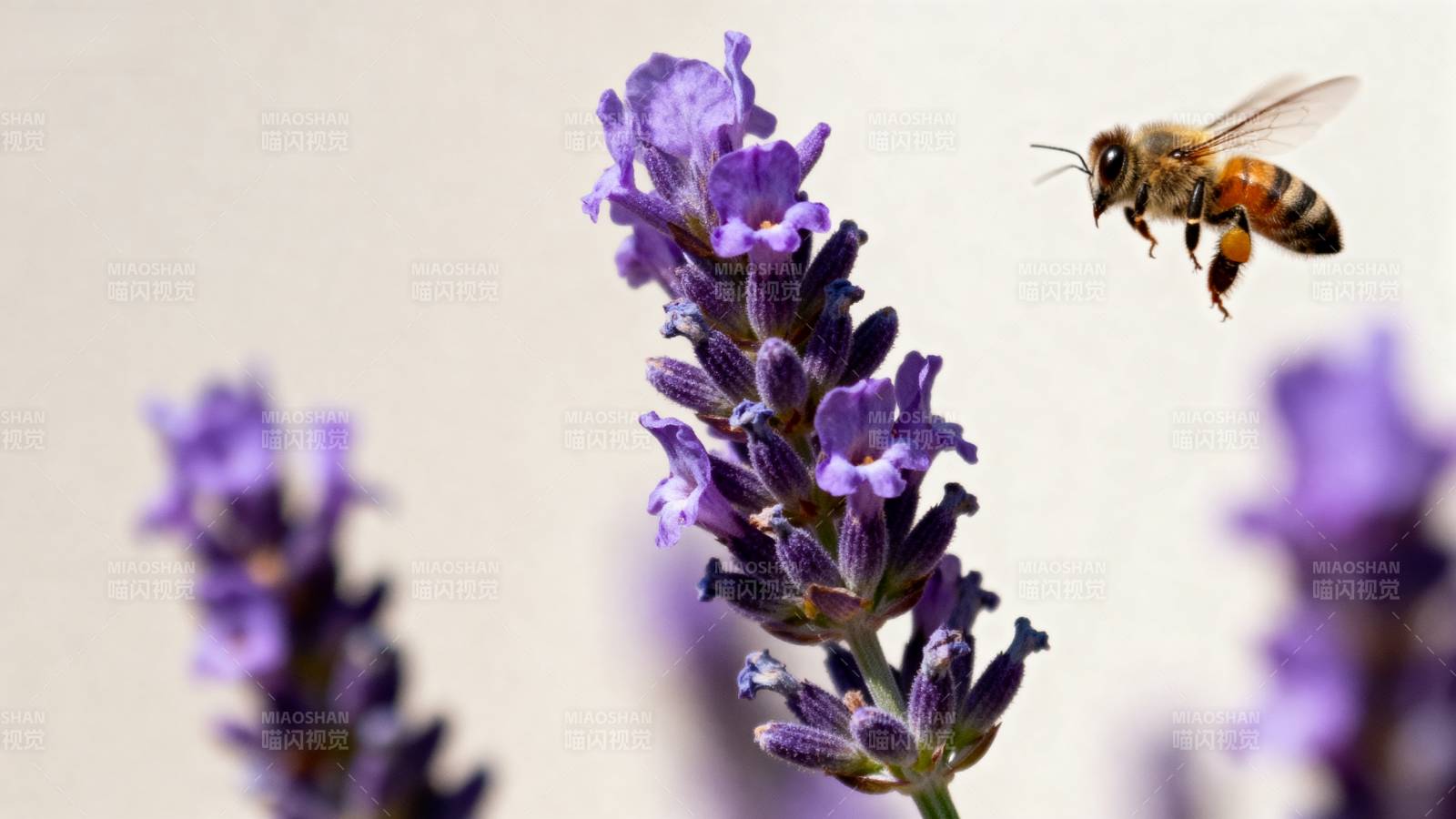 蜜蜂采蜜 lavender图片