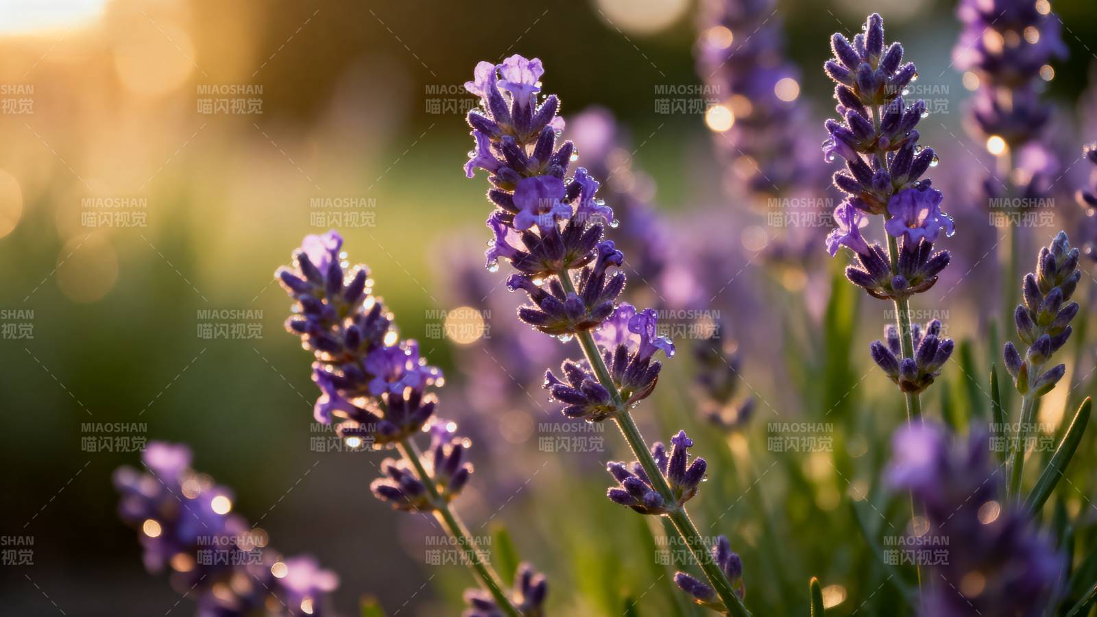 薰衣草花海图片