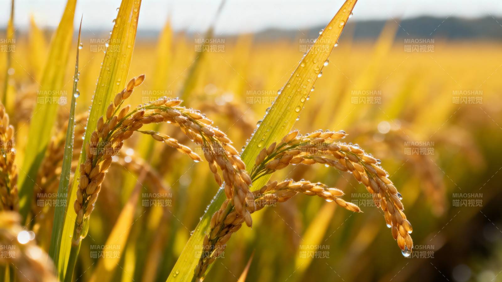 金秋稻穗饱满图片