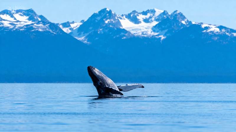 鲸跃雪山前图片