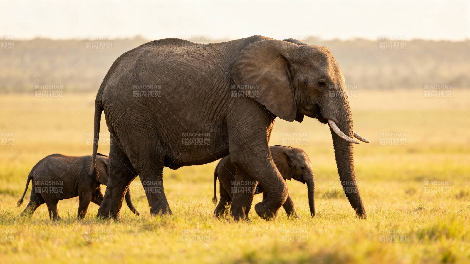象群草原行图片