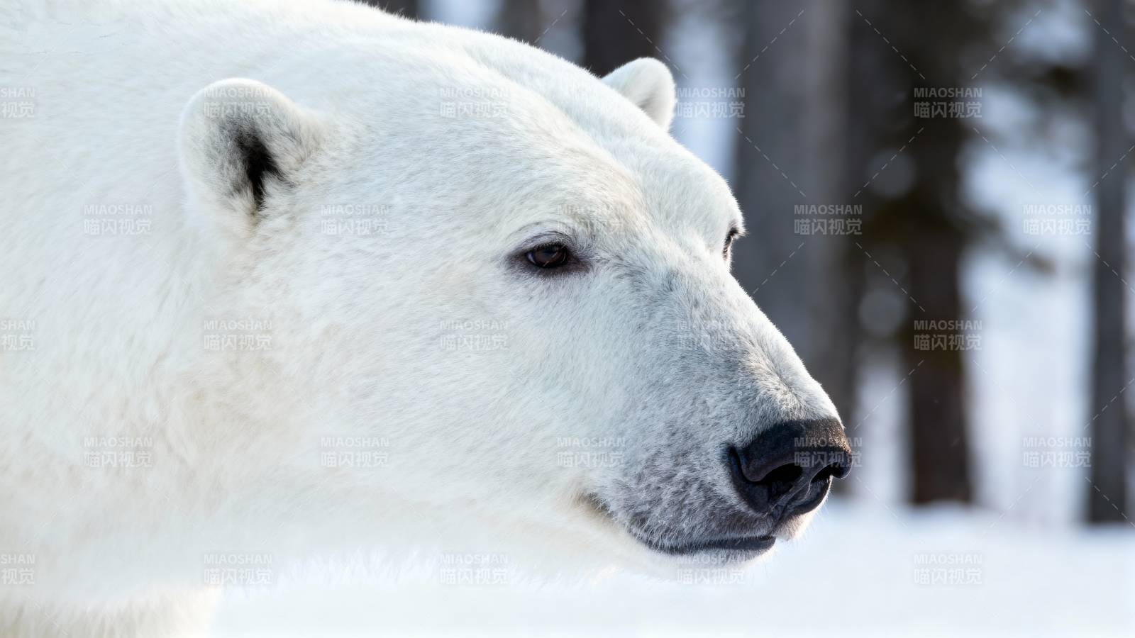 北极熊侧影图片
