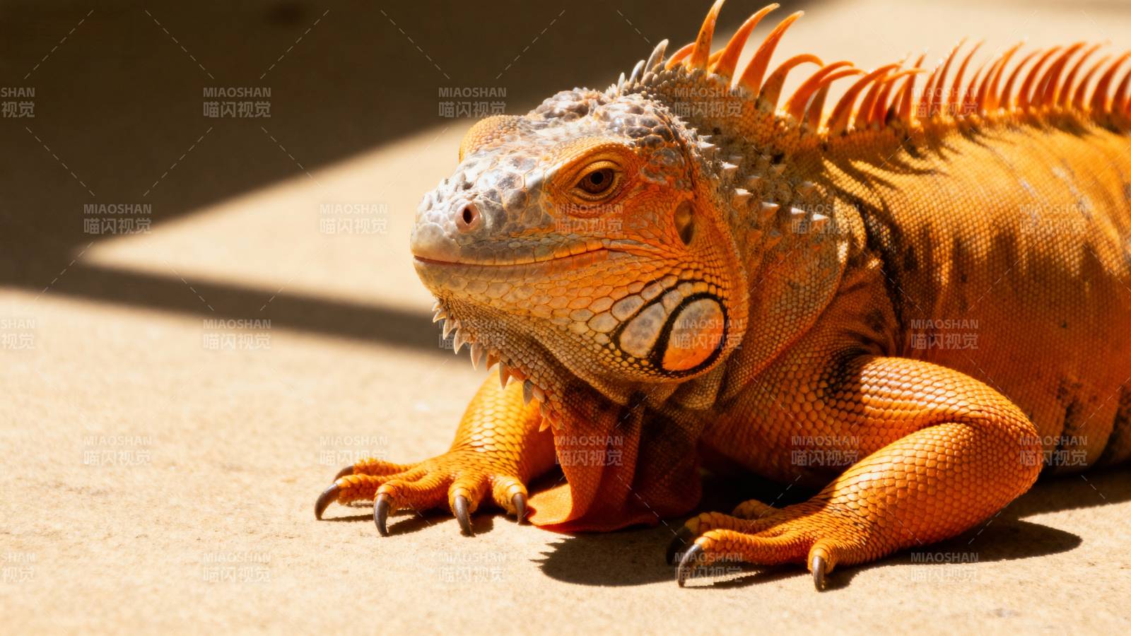 橙色鬣蜥晒太阳图片