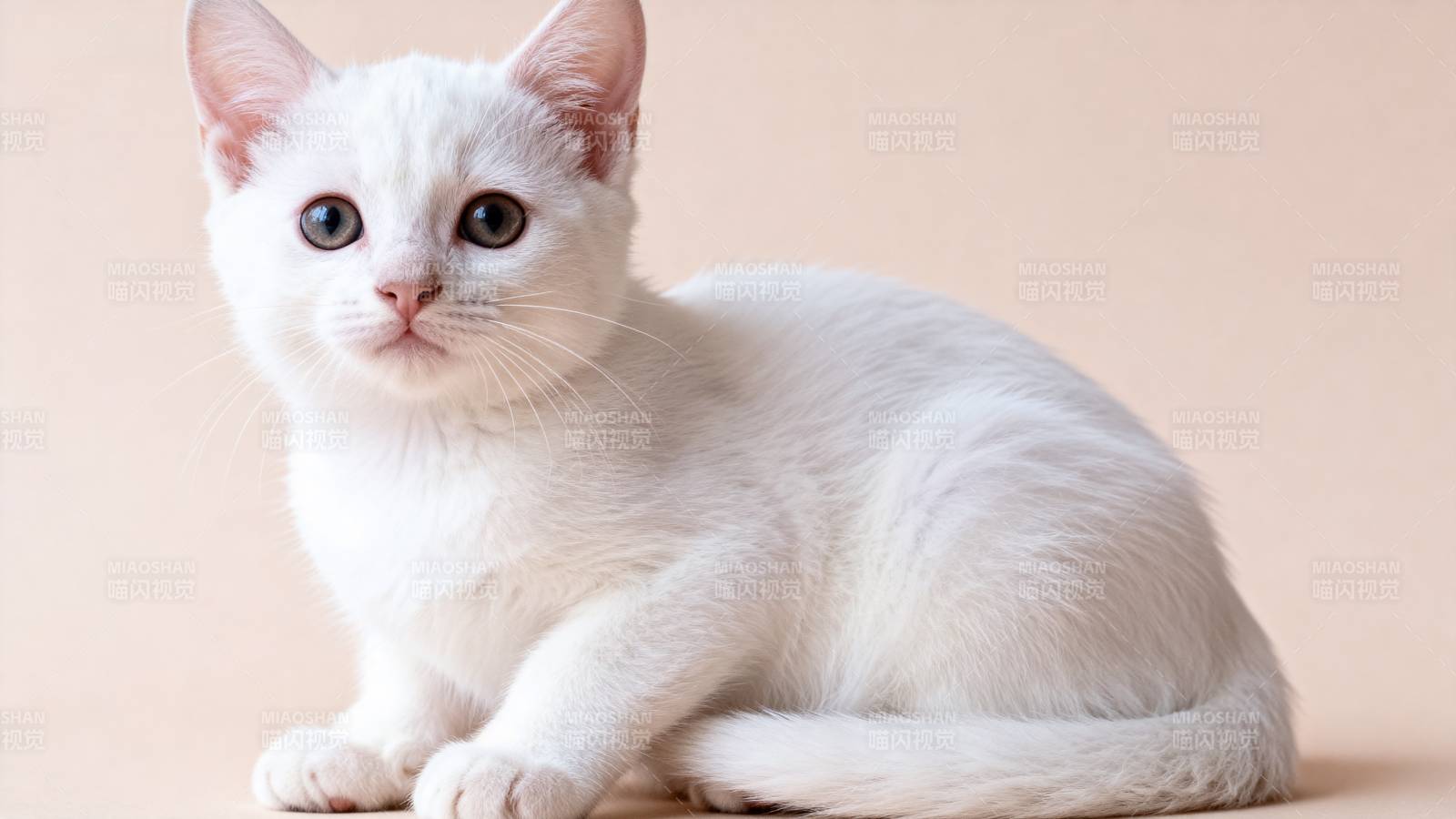 白猫静卧 萌态可掬图片