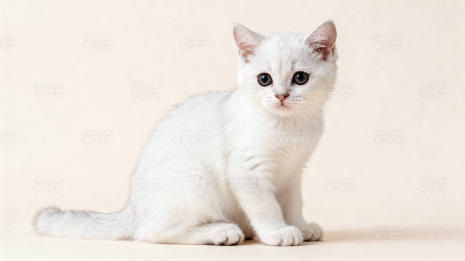 纯白小猫静坐图片