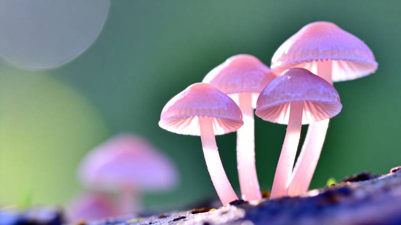 粉红小菇静谧生长图片