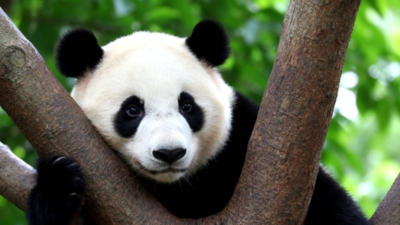 熊猫树上休憩图片