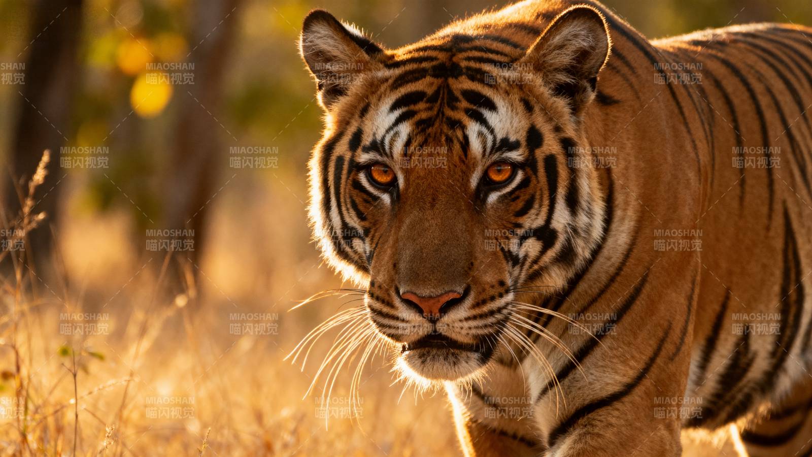 猛虎凝视图片