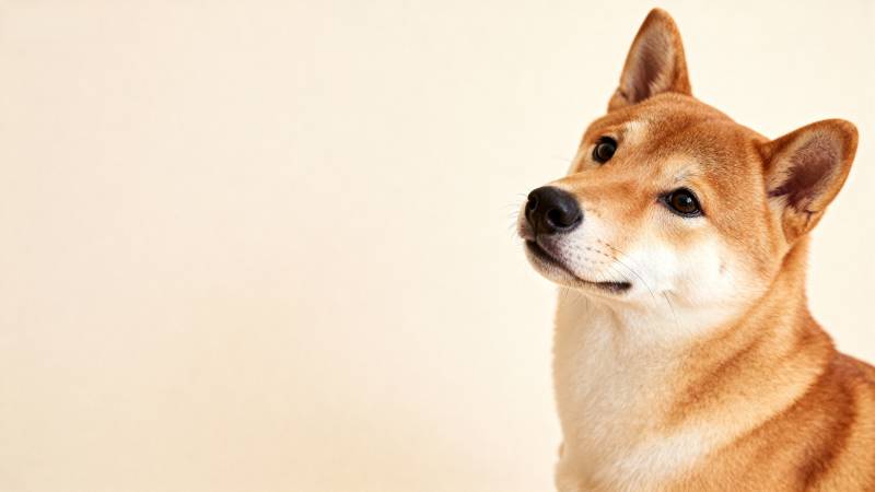 柴犬侧脸特写图片