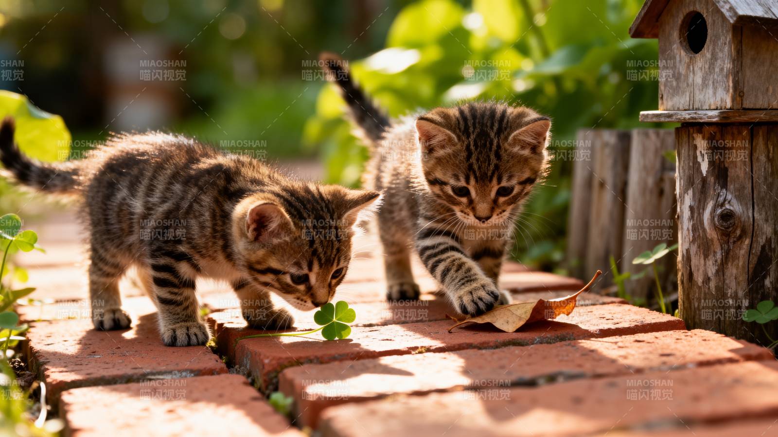 小猫探秘花园图片