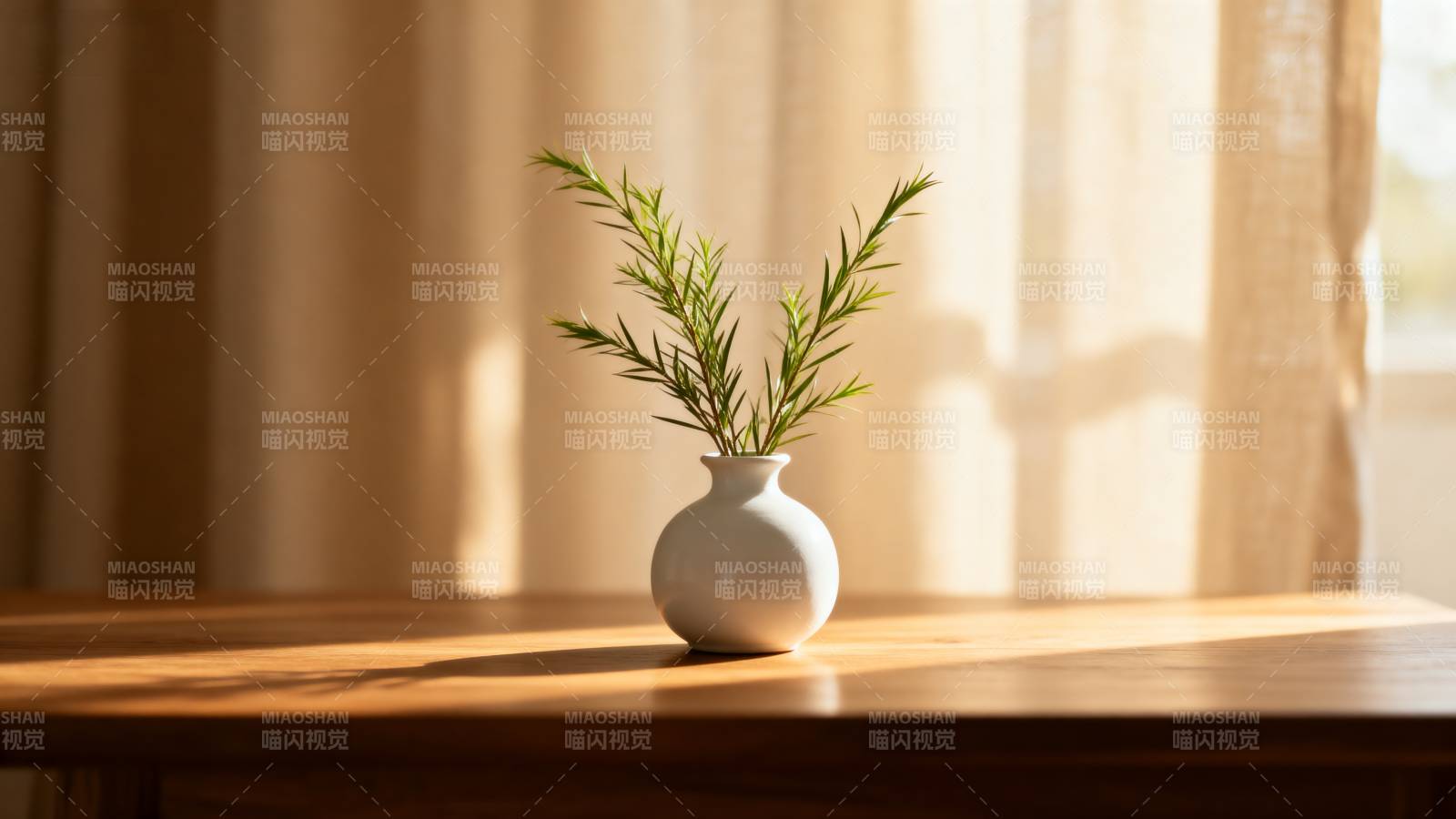 阳光下的绿植静谧图片