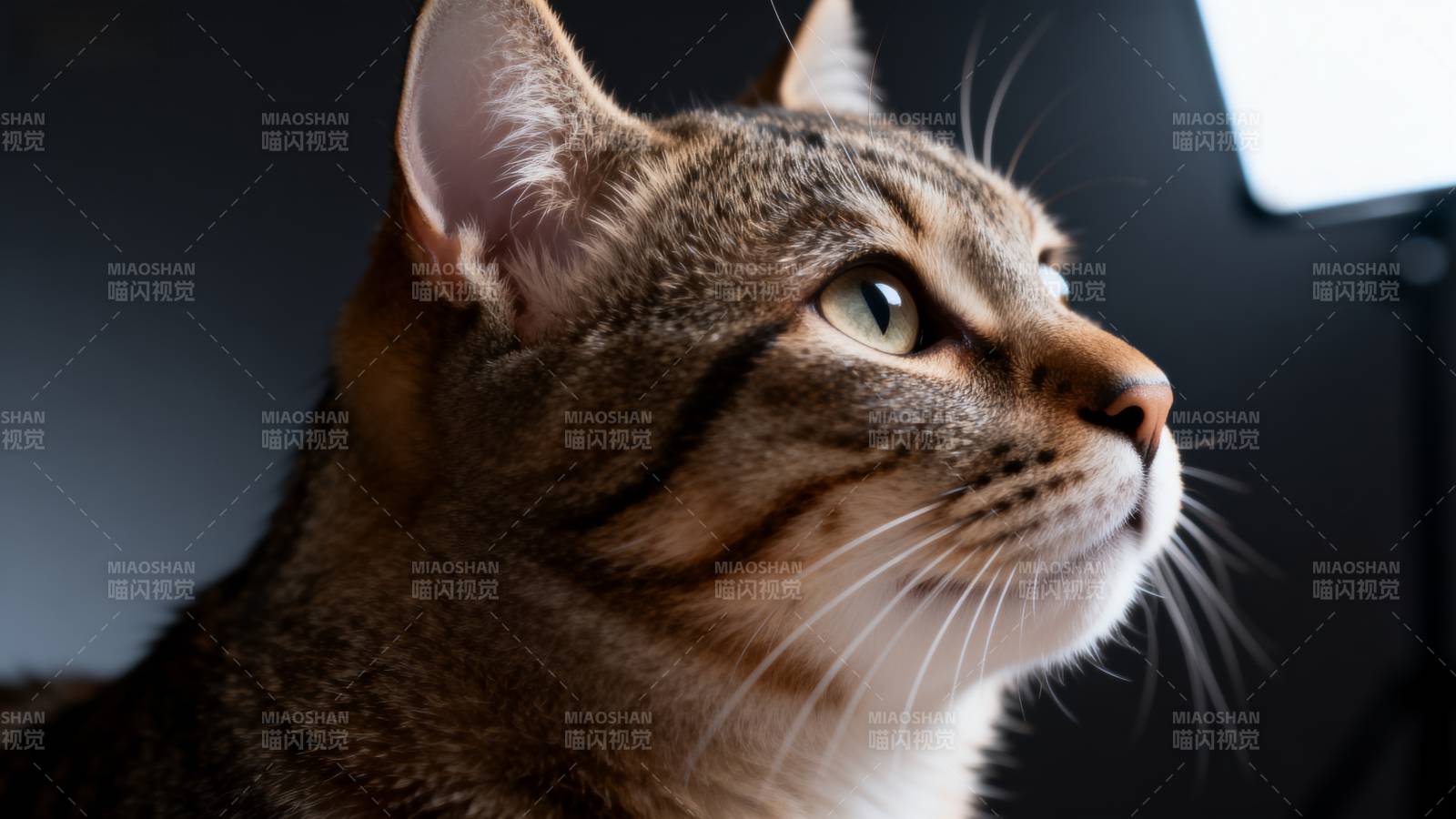 猫咪凝视远方图片