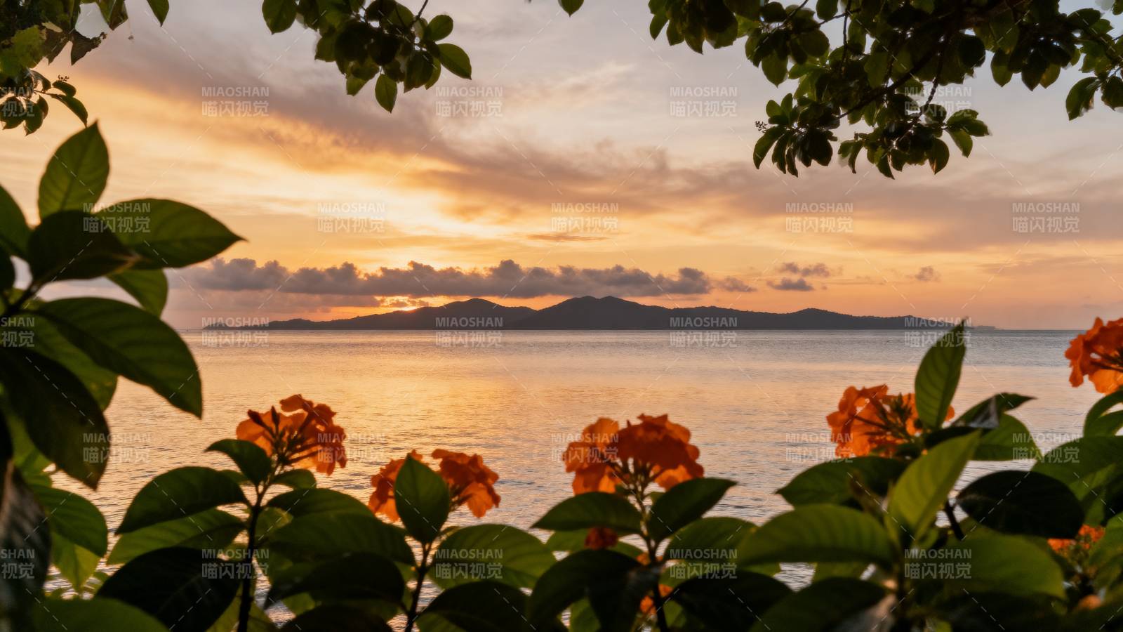 夕阳海景花影图片