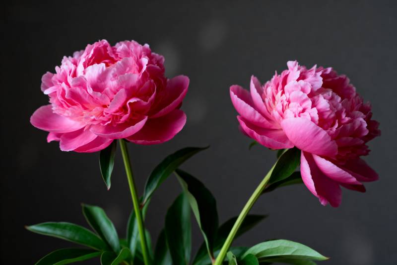 粉红牡丹绽放图片