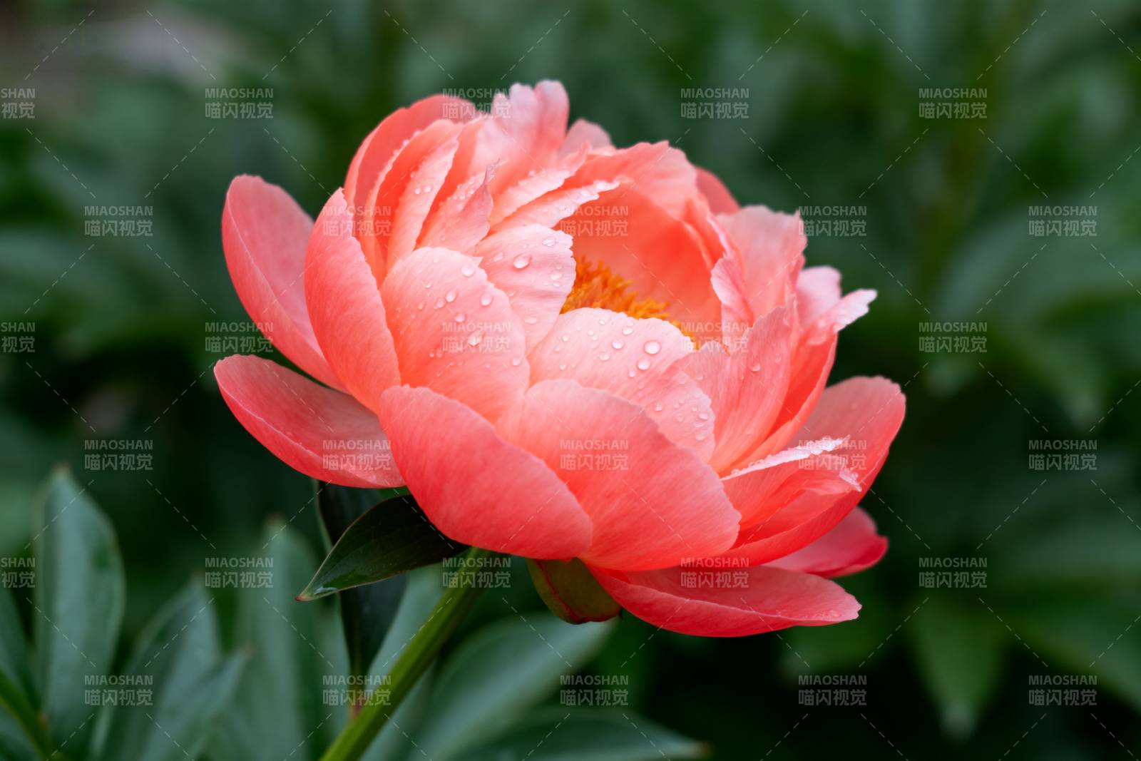 粉红牡丹绽放图片