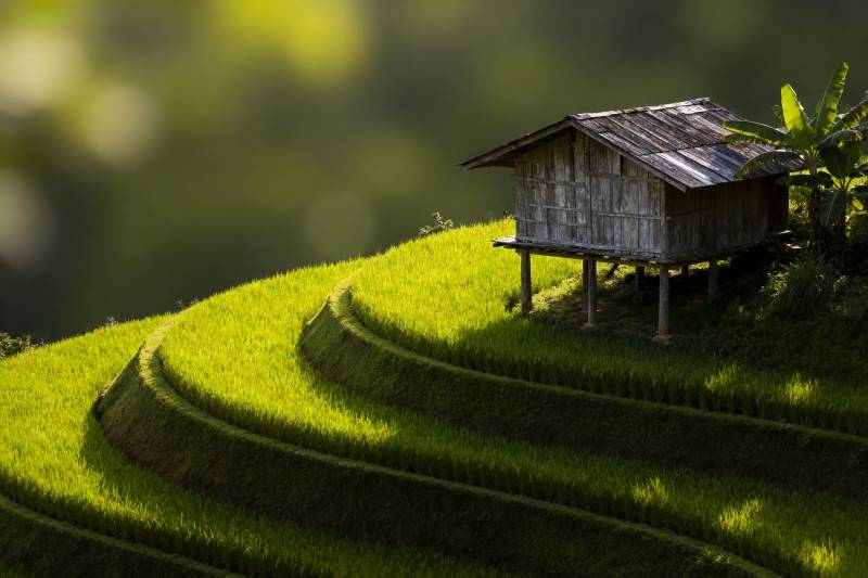 梯田上的小屋图片