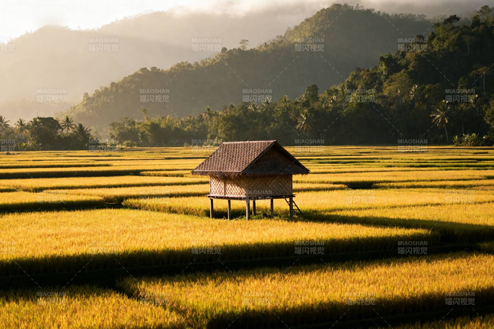 稻田中的小屋图片