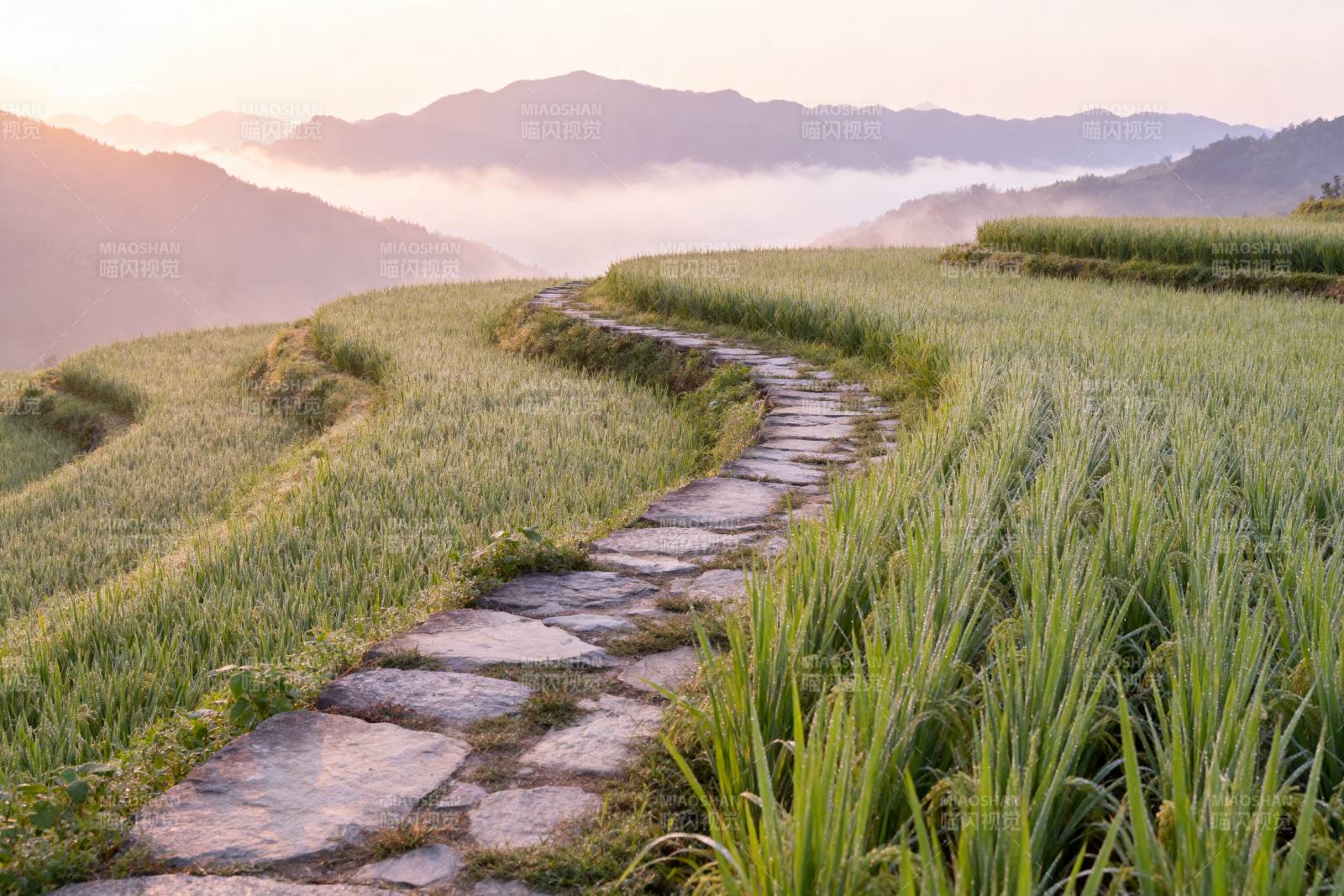 梯田晨曦小径图片