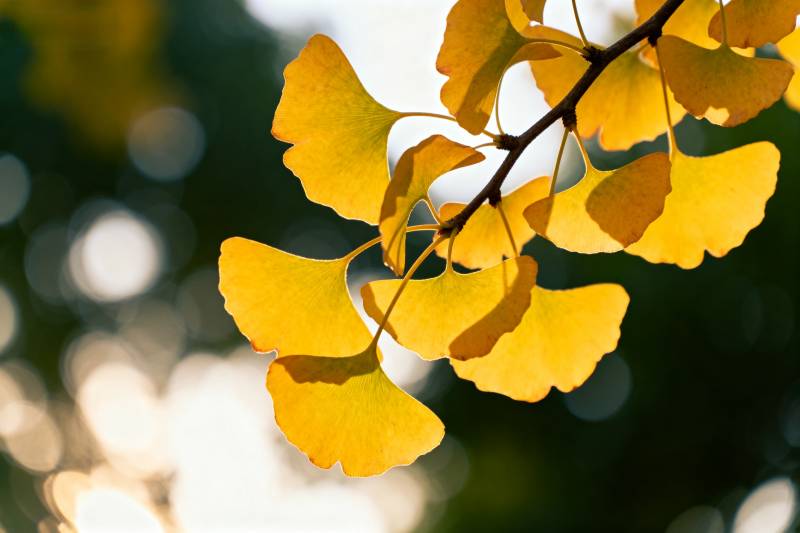 银杏叶黄秋意浓图片