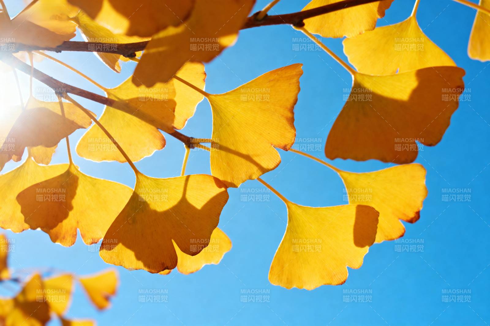 秋日银杏叶图片