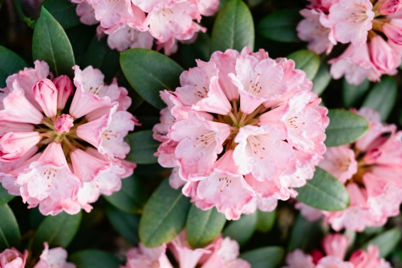 粉红杜鹃绽放图片