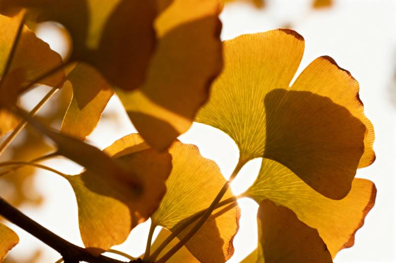 秋日银杏叶影图片