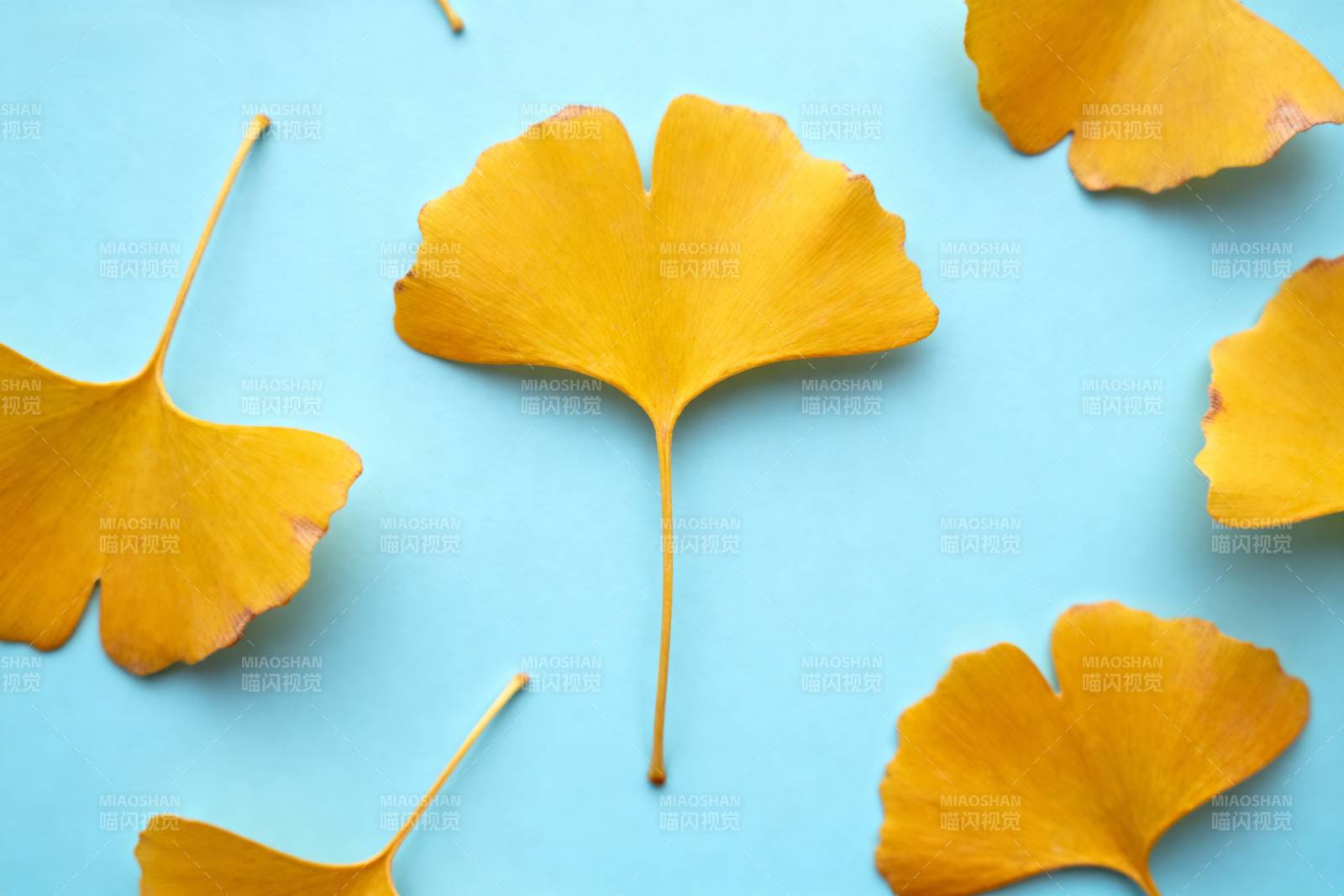 银杏叶秋色图片