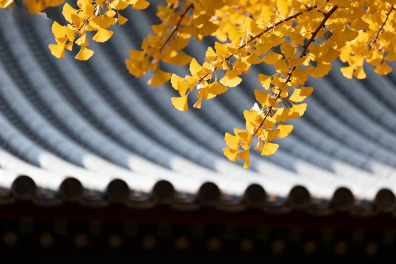 秋叶映古檐图片