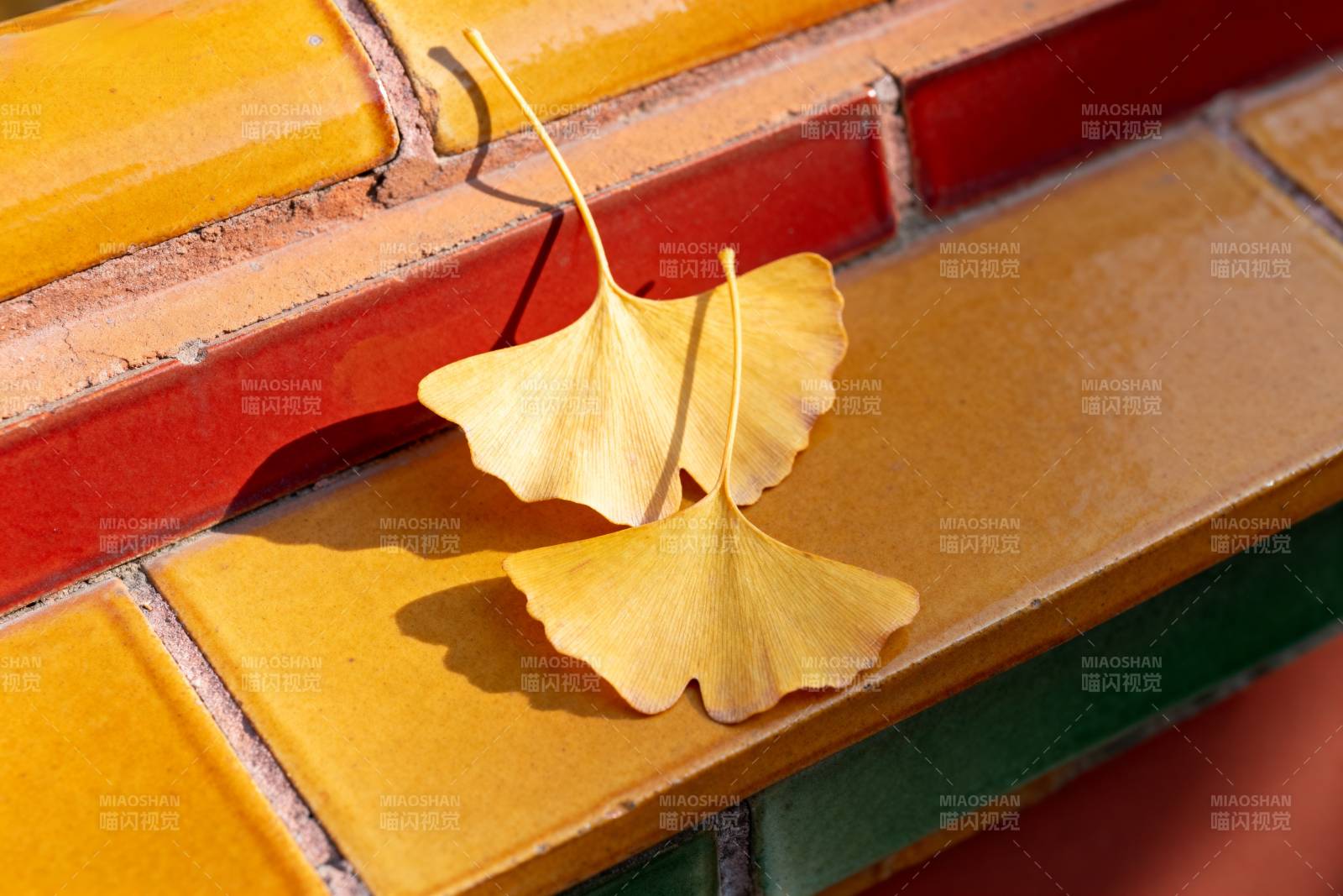 银杏叶落砖墙图片