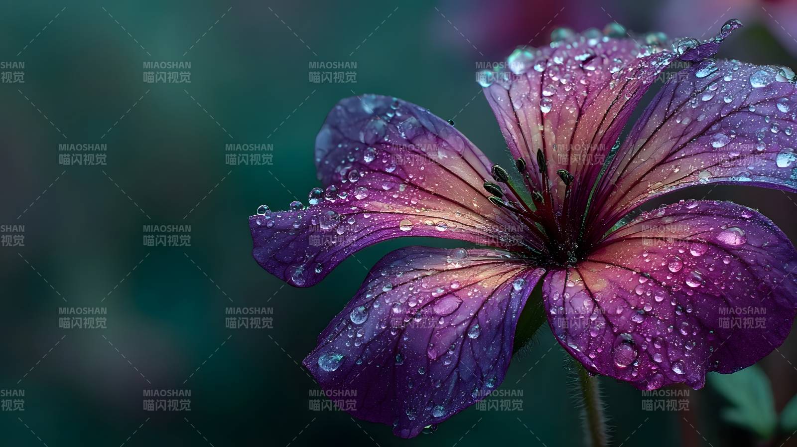 紫花上的露珠图片