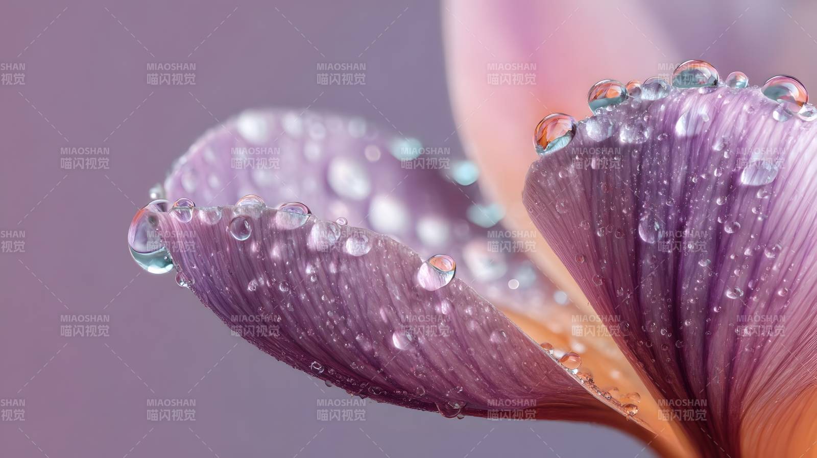 露珠点缀紫花图片