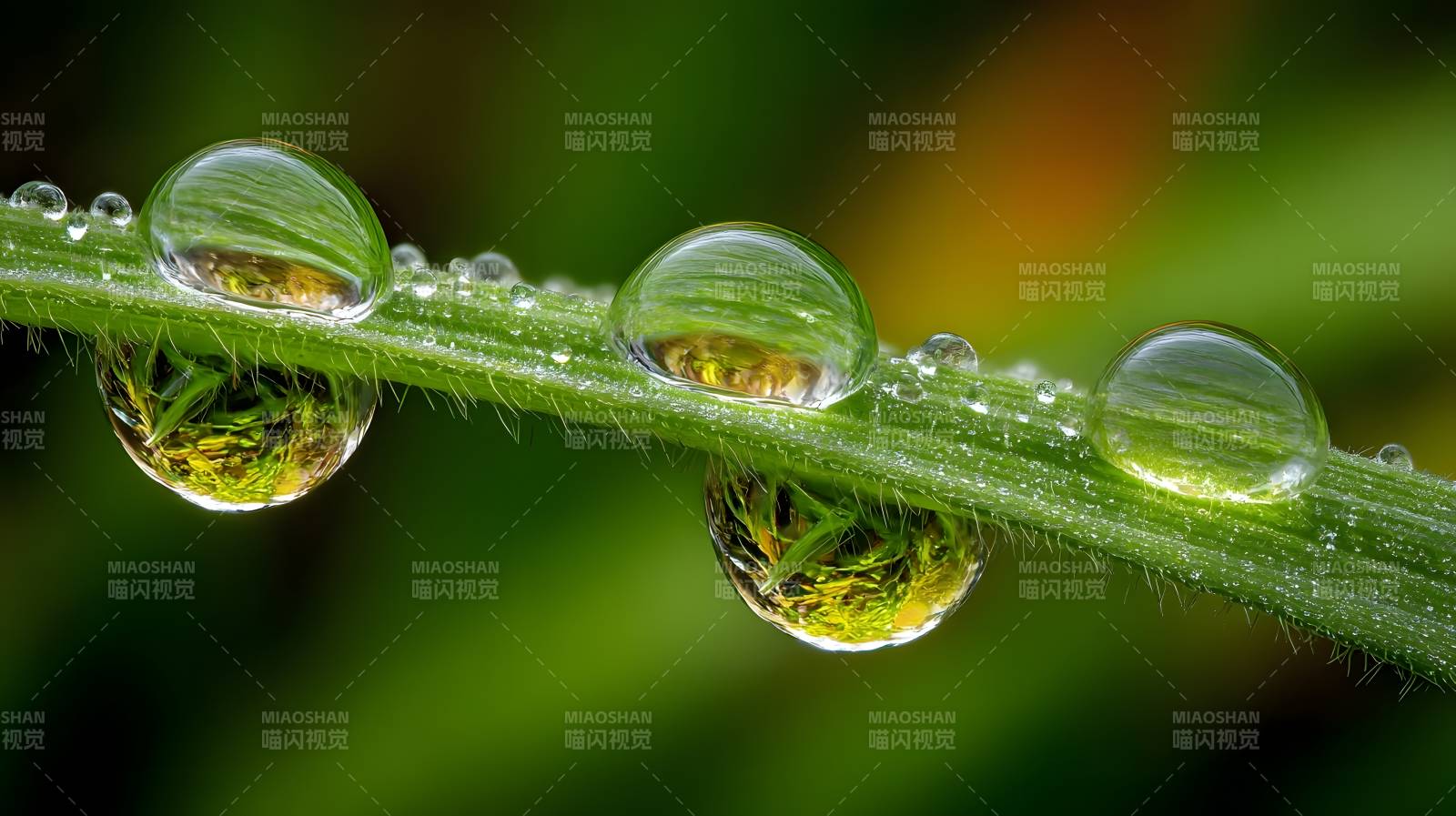 露珠映绿叶图片