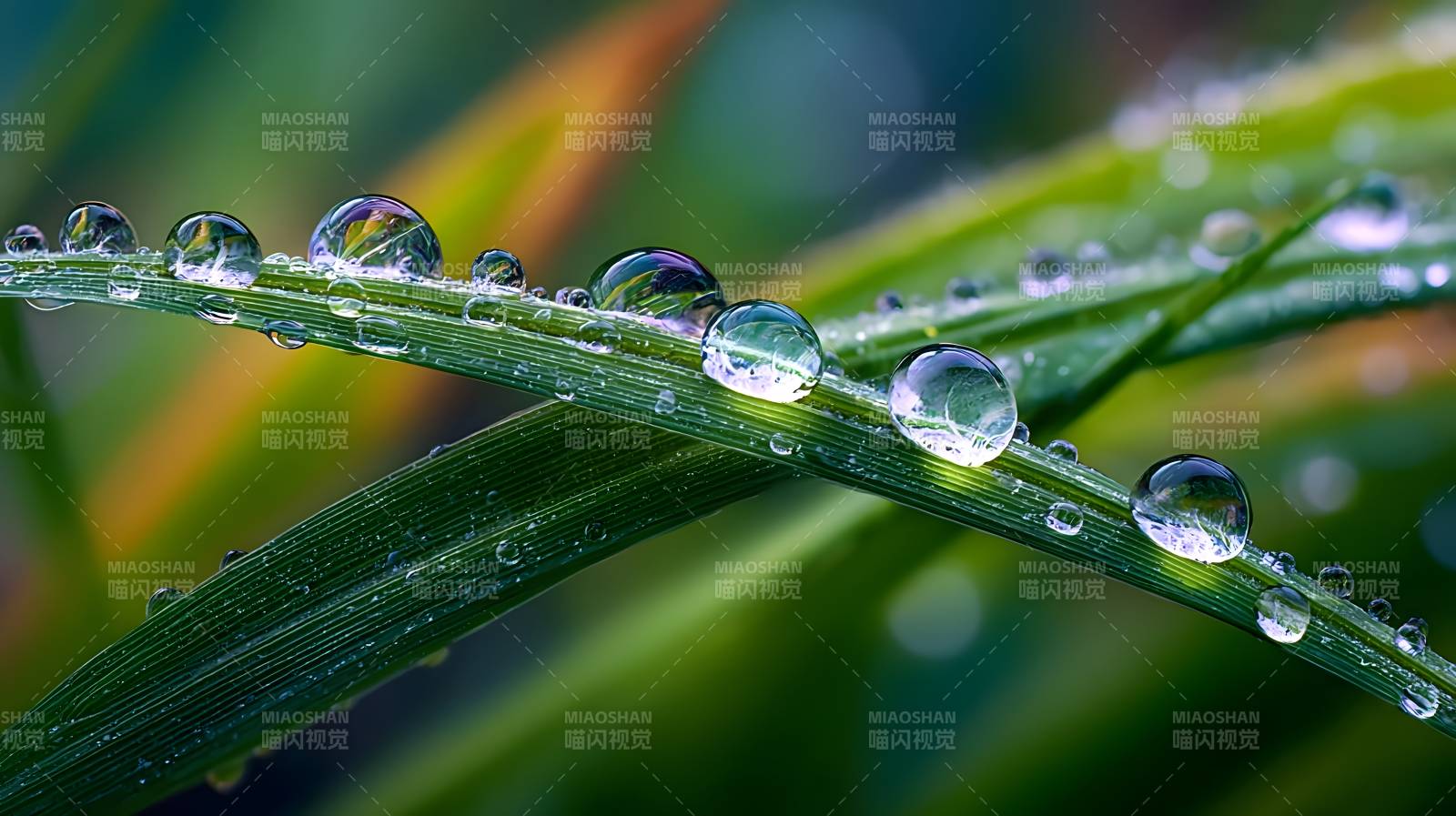 露珠草叶晶莹图片