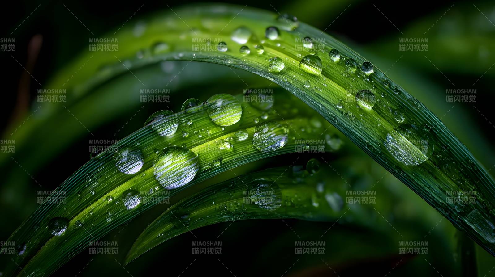 露珠映绿叶图片