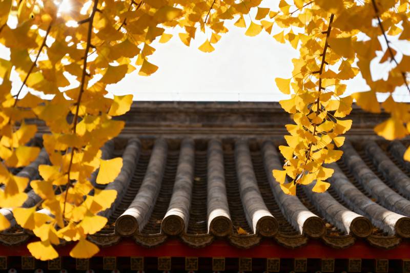 秋叶映古檐图片