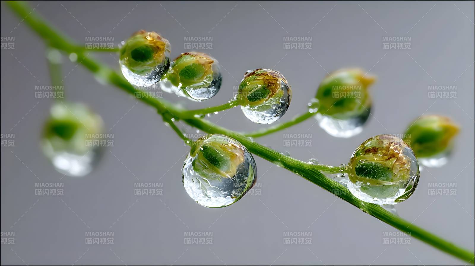 露珠凝翠枝头图片