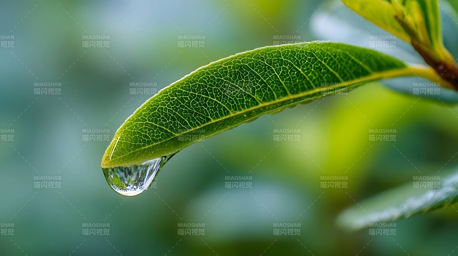 叶尖水珠图片