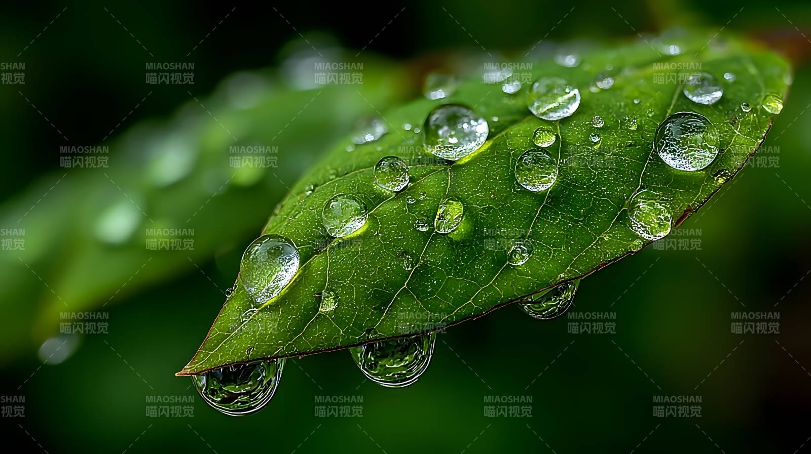 露珠叶上晶莹图片