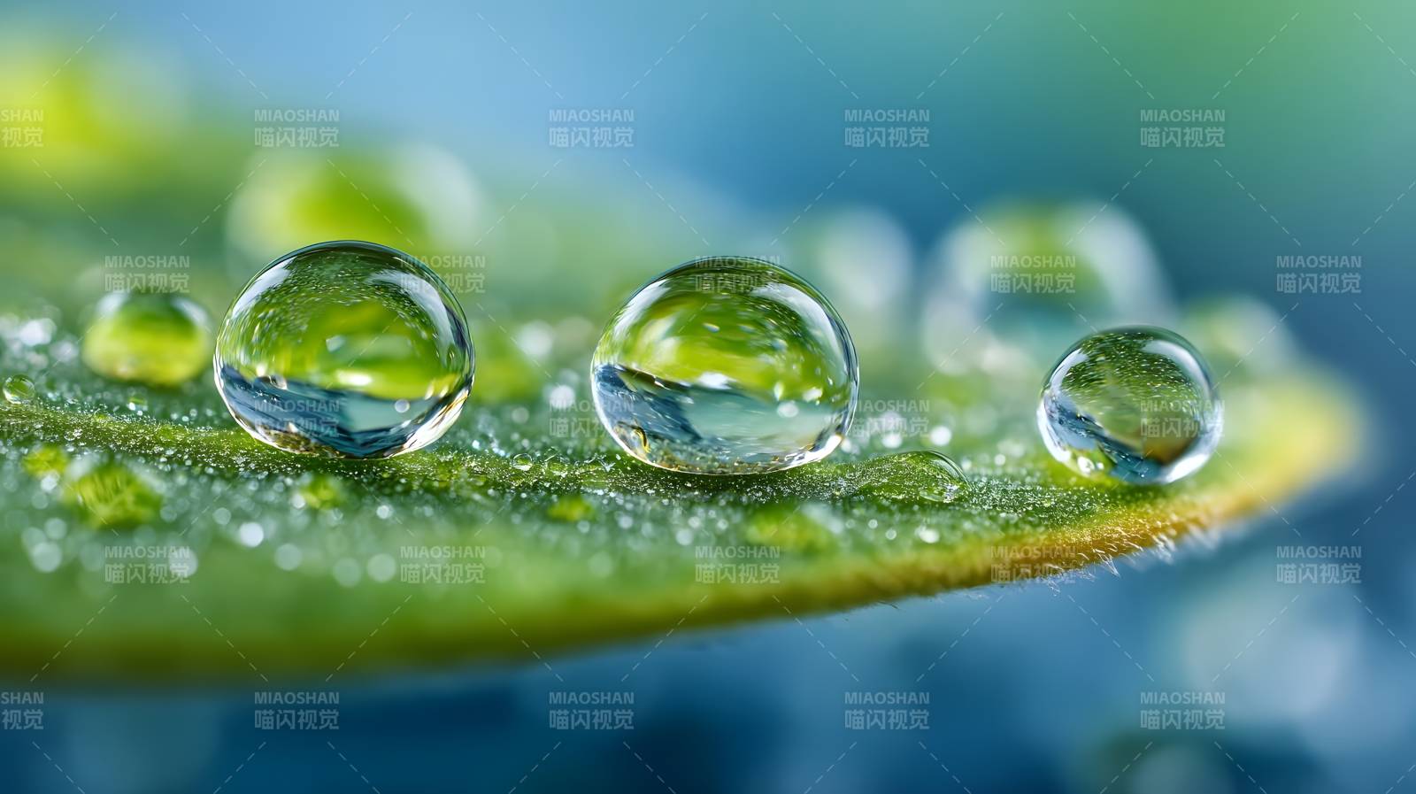 露珠映绿叶图片