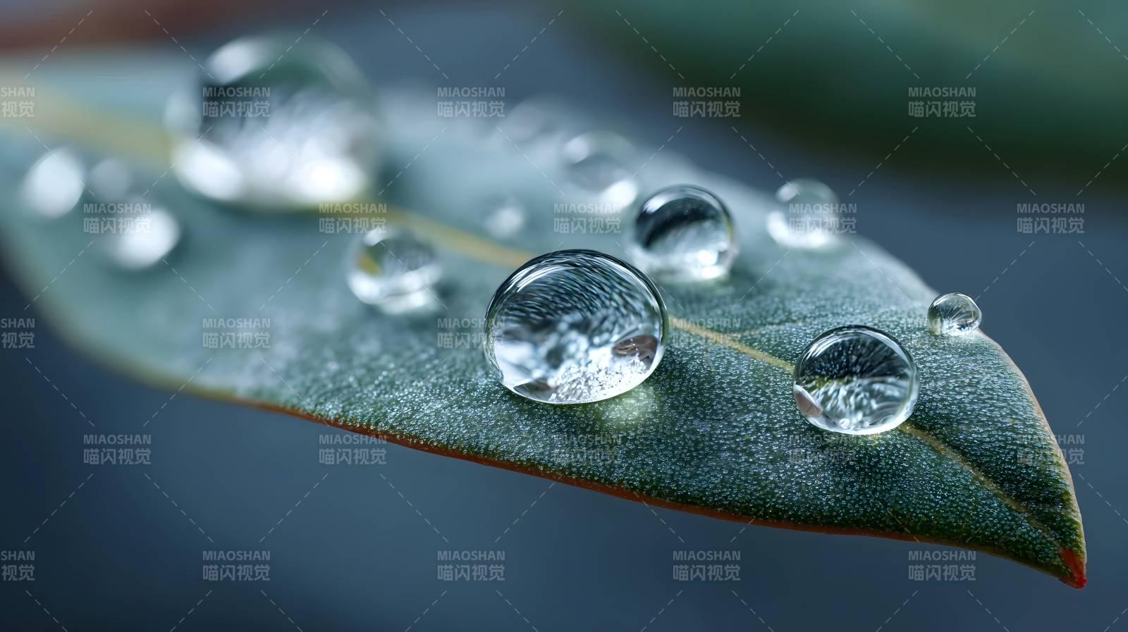 叶上露珠晶莹图片