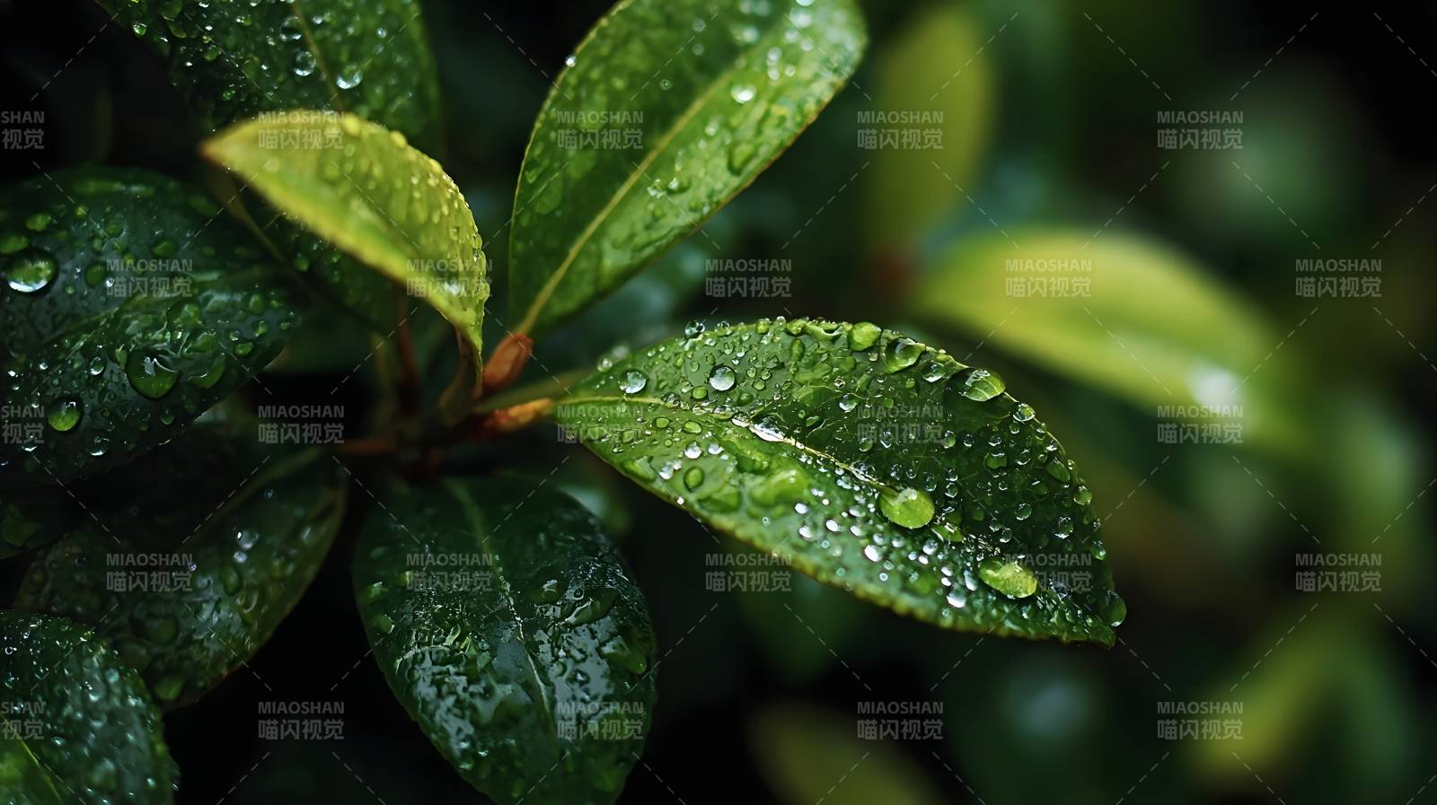 雨后绿叶晶莹图片